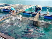 Khánh Hòa: Sản xuất giống và nuôi thương phẩm cá sủ đất
